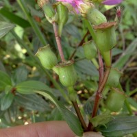 Osbeckia octandra DC.